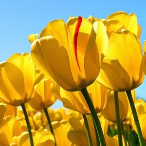 Meet your Posher, Alison